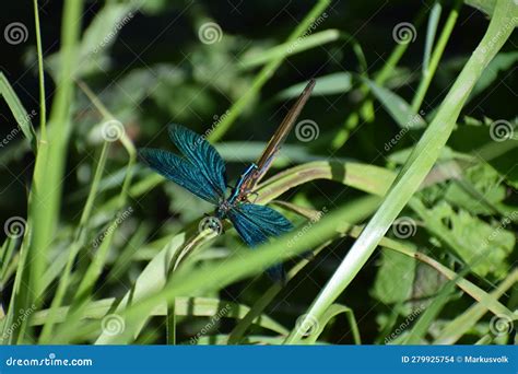  DamselFly: Uma joia alada que brilha nas margens de rios e lagos!