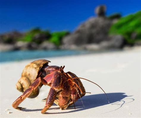  Ermitão: Descubra o Curioso Mundo de um Caranguejo que Alugava Cascas!