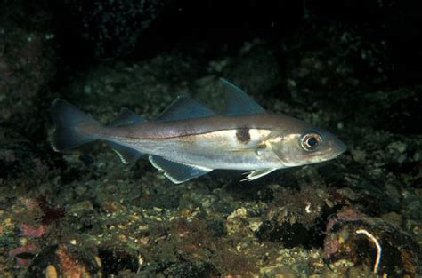  Haddock: Uma Espécie Fascinante de Peixe com Fecundação Externa e Locomoção Ondulatória!