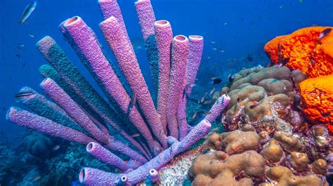  Hippospongia! Uma Esponja Com um Nome Engraçado e uma Vida Fascinante nos Recifes de Coral