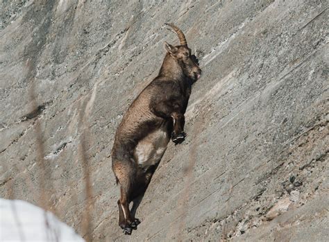  Ibex: Descubra os Segredos dos Aventureiros que Escalam Penhascos com a Graça de um Balé!