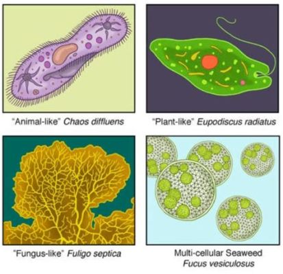  Jodamoeba! Um Protista Curioso Que Você Provavelmente Nunca Ouviu Falar