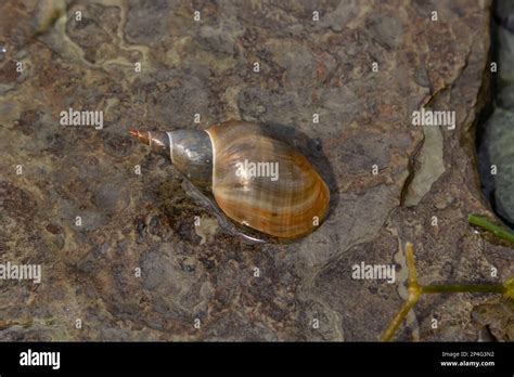  Lymnaea: Uma Caracol Gigante Aquático Que Se Espalha Como um Fogo na Floresta!