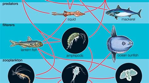  Quandamooka! Um Parasita Microscópico que Faz da Teia Alimentar Aquática sua Casa