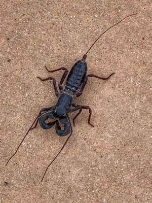  Vinegaroon! Uma Aranha de Cauda Gigante que se Defende com um Jato Ácido?