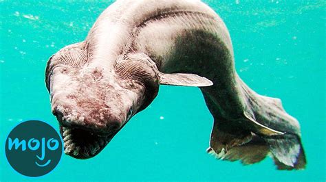 Walrus! Um Crustáceo de Água Salgada que Se Encontra em Profundezas Misteriosas e Desconhecidas dos Oceanos!