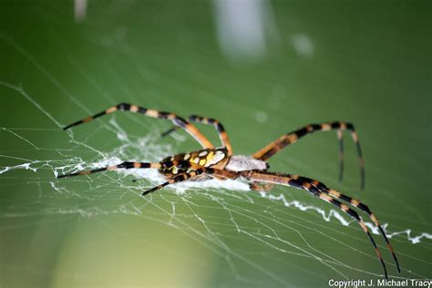  Yellow Garden Spider! A Master Weaver With Eight Eyes and an Exquisite Web