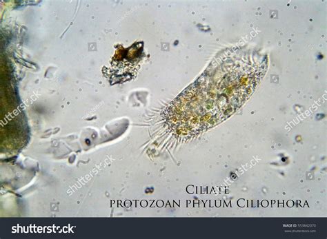  Yoshiko! Uma Ciliophora Microscópica que Faz um Trabalho Incrível de Limpeza na Natureza