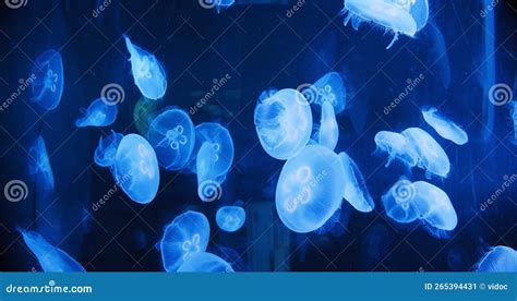  Anemonas: Uma Dança Hipnótica de Tentações Fluorescentes e Caça Subaquática Silenciosa!