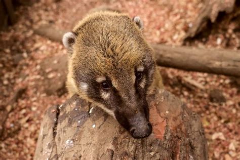  Coati: Uma Criatura Curiosa com Hábitos Noturnos Fascinantes!