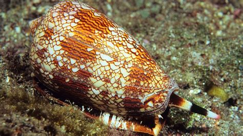  Cone Snail: A Master of Venomous Beauty and Slow, Deliberate Movement!