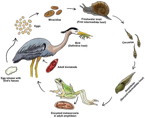  Distomum: Um Verme Trematódeo Que Vive Entre Os Pés De Aves!