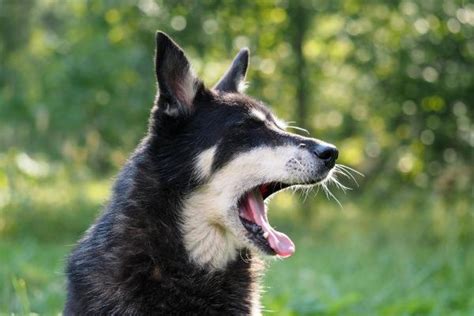 犬 あくび 多い：その理由と関連する不思議な現象