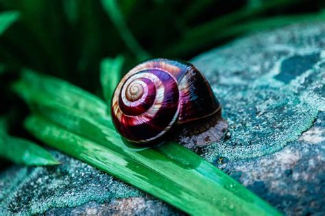  Doselinda: Um Caracol de Cor Brilhante que Se Move Como um Dançarino Subaquático!