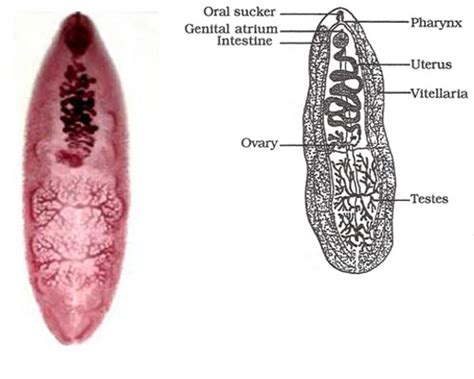  Echinostoma: Um Parasita Trematódeo Que Se Esgueira Pelo Corpo Como Uma Espiã Microscópica