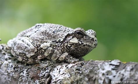  Eleutherodactylus! Explore the Enchanting World of These Tiny Tree Frogs with Extraordinary Camouflage Abilities