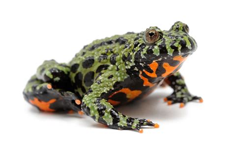  Fire-Bellied Toad: A Tiny Toxic Titan that Hops and Hunts