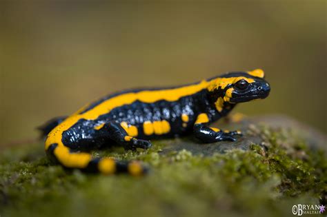 Fire Salamander: Uma Espécie que Combina Brilho Vibrante com Hábitos Misteriosos na Floresta!