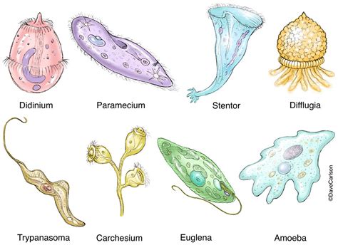  Flagellata: Uma Mistura Intrigante de Protista Solitário e Predador Microscopicamente Ágil!