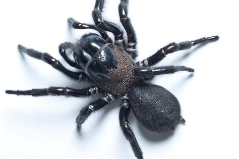  Funnel-Web Spider: Uma Aranha que Tece Redes Incrivelmente Complexas e Encanta com sua Dança Mortal!