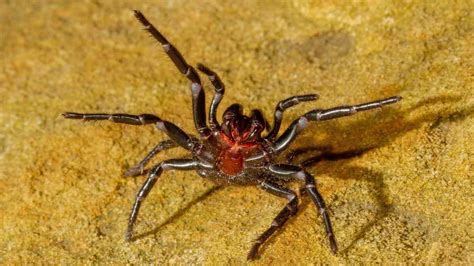  Funnel-Web Spider: This Creepy Crawler Lurks in Darkness, Weaving Intricate Traps for its Unsuspecting Prey!