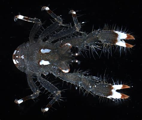  Galatheidae - Descubra um Mundo Fascinante de Crustáceos que Brilham na Escuridão!