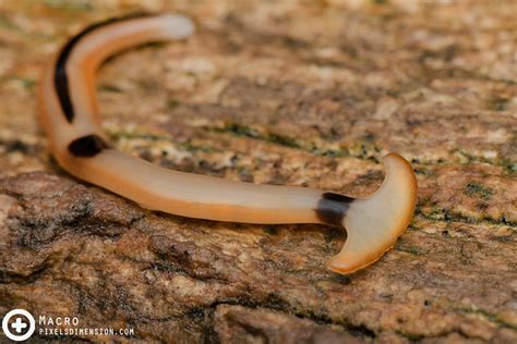  Geoplanidae: Explore the Enigmatic World of These Flatworms, Known for Their Remarkable Regenerative Abilities and Diverse Color Patterns!