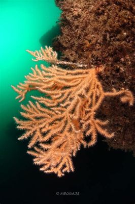  Gorgonia: Descubra as Flores Subaquáticas que Pulsam com Vida!