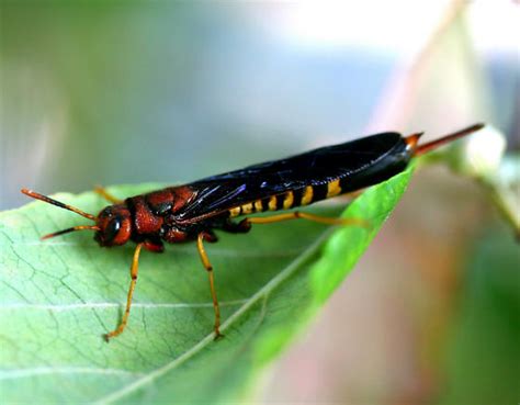  HORNTAIL! Um Inseto Curioso com um Ferrão que Você Nunca Esquecerá