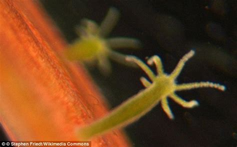  Hydra!  The Tiny Freshwater Predator That Can Regenerate Entire Body Parts From Just a Snippet