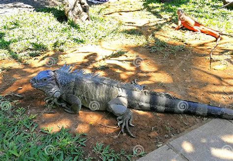  Iguana: Um Reptil Escalador Que Também Ama Relaxar no Sol!