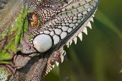  Iguana: Descubra um Rei Silencioso que Degusta Folhas Frescas e Sonha com Banhos de Sol!