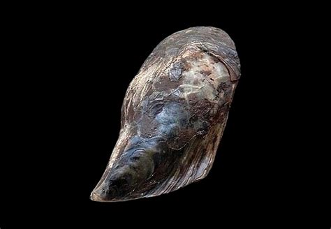  Isognomon! This Bivalve Boasts Beautiful Shells and Exhibits Remarkable Burrowing Abilities