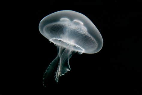  Isothecium: A Jellyfish That Prefers Its Home Decor With a Touch of Elegance!