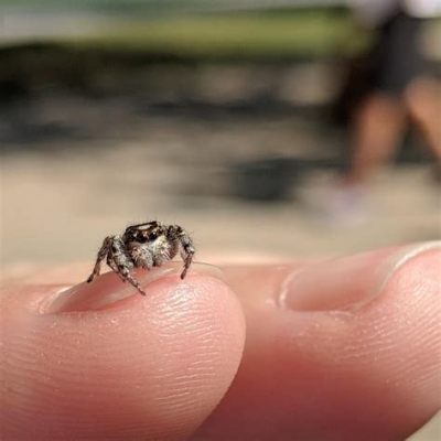  Jumping Spider! A Tiny Marvel That Wields Powerful Legs And Exhibits Astounding Hunting Techniques