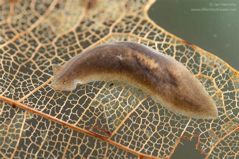  Jungermannia! Explore the Microscopic World of This Freshwater Flatworm with Incredible Regenerative Abilities