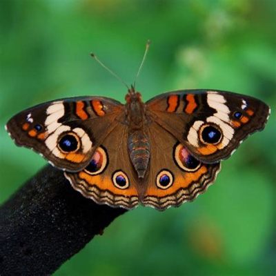  Junonia! Uma Borboleta de Asas Coloridas que Se Transforma em um Mestre da Disfarce