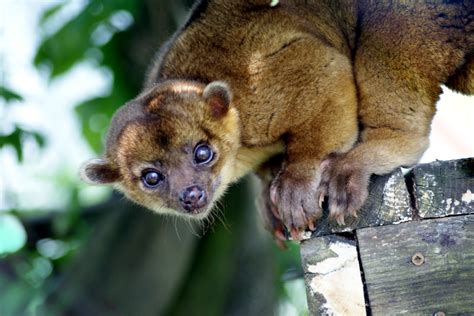  Kinkajou: Descubra o Mágico Mundo da Curiosidade Nocturna e Habilidades Arborícolas Excepcionais!