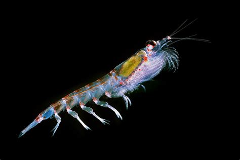  Krill! Descubra os Minúsculos Crustáceos que Sustentam Gigantes Marinhos