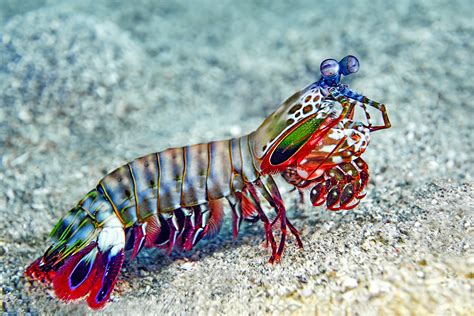  Mantis Shrimp: A Tiny Creature With Incredible Speed and Vision!