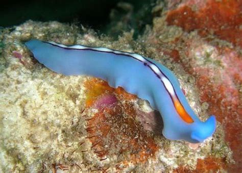 Marineoscolex! A Tiny Free-Living Flatworm with an Appetite for Algae