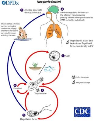  Naegleria fowleri: Uma Ameba Microscópica Que Pode Causar Meningite!