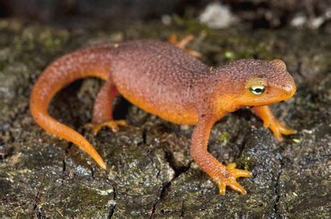  Newton's Newt! A Tiny Amphibian With A Big Appetite For Aquatic Insects