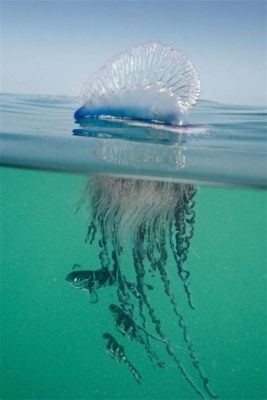  Physalia physalis: Descubra o Assombroso Animal Marinho que é Tanto uma Colônia quanto um Predador Mortal!