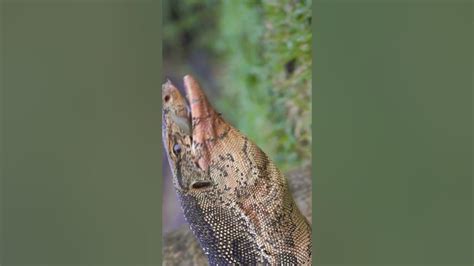  Piton! Um Lagarto Escamoso Que Adora Banhar-se no Sol e Devorar Presas Com uma Mordida Implacável?