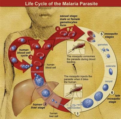  Plasmodium: Descubra o Parasita Unicelular que Transforma Homens em Zumbis com Febre!