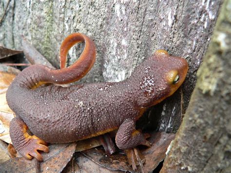  Pomba-do-Pau! Descubra Este Anfíbio de Pele Rugosa com Olhos Proeminentes e Coração que Pode Parar