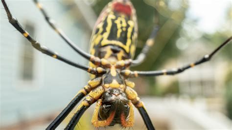  Quagga Arachnid:  Unraveling the Mysteries of an Eight-Legged Enigma!