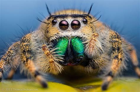  Salticidae! Os Acróbatas do Mundo Aracnidiano com Visão Inacreditável