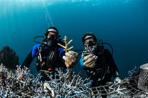  Tanaidacea: Descubra os Pequenos Guardiões Misteriosos dos Recifes de Coral!